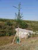 Baum_01_Saeulen_Hainbuche.jpg